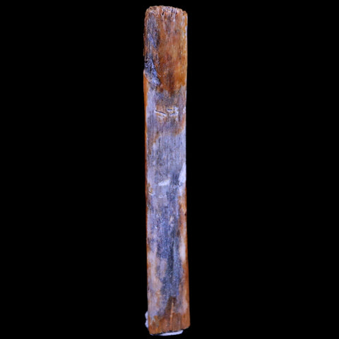 1.3" Hadrosaur Dinosaur Tendon Fossil Lance Creek FM Cretaceous WY COA Display - Fossil Age Minerals