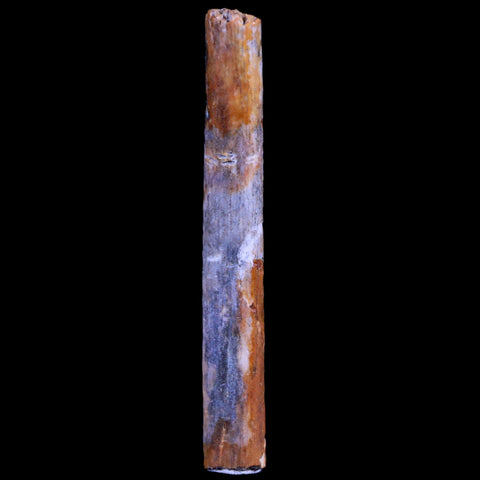 1.3" Hadrosaur Dinosaur Tendon Fossil Lance Creek FM Cretaceous WY COA Display - Fossil Age Minerals