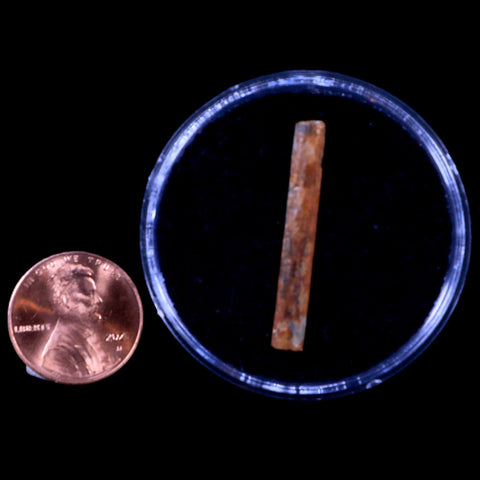 1.3" Hadrosaur Dinosaur Tendon Fossil Lance Creek FM Cretaceous WY COA Display - Fossil Age Minerals
