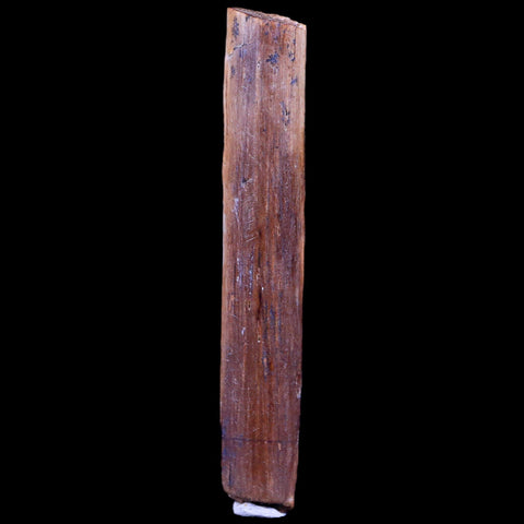 1.6" Hadrosaur Dinosaur Tendon Fossil Lance Creek FM Cretaceous WY COA Display - Fossil Age Minerals
