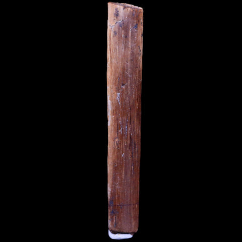 1.6" Hadrosaur Dinosaur Tendon Fossil Lance Creek FM Cretaceous WY COA Display - Fossil Age Minerals