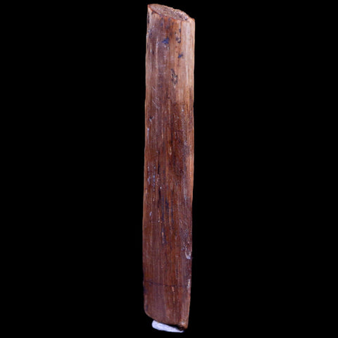 1.6" Hadrosaur Dinosaur Tendon Fossil Lance Creek FM Cretaceous WY COA Display - Fossil Age Minerals