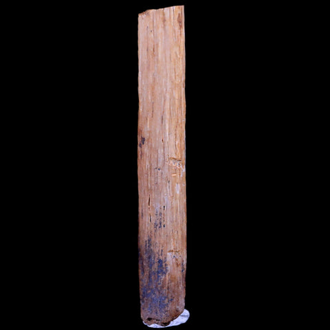 1.6" Hadrosaur Dinosaur Tendon Fossil Lance Creek FM Cretaceous WY COA Display - Fossil Age Minerals