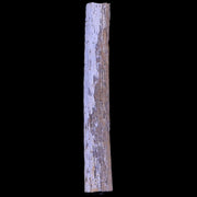 1.4" Hadrosaur Dinosaur Tendon Fossil Lance Creek FM Cretaceous WY COA Display