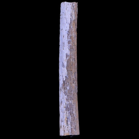 1.4" Hadrosaur Dinosaur Tendon Fossil Lance Creek FM Cretaceous WY COA Display - Fossil Age Minerals