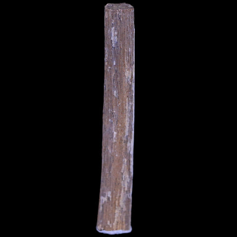 1.4" Hadrosaur Dinosaur Tendon Fossil Lance Creek FM Cretaceous WY COA Display - Fossil Age Minerals