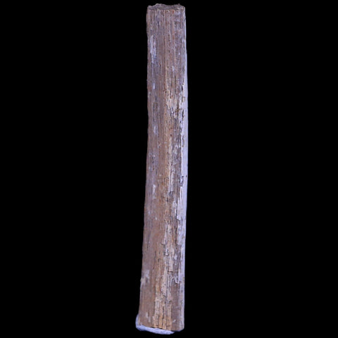 1.4" Hadrosaur Dinosaur Tendon Fossil Lance Creek FM Cretaceous WY COA Display - Fossil Age Minerals