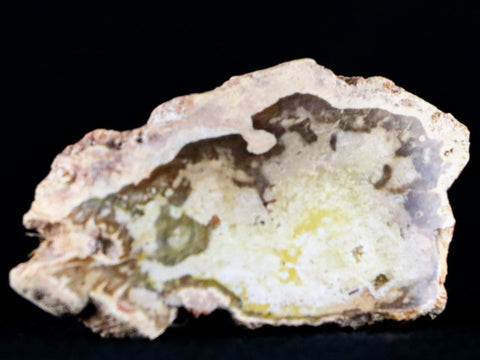 2.4" Fossilized Polished Petrified Wood Branch Madagascar 66-225 Million Yrs Old - Fossil Age Minerals