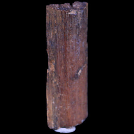 1" Hadrosaur Dinosaur Tendon Fossil Lance Creek FM Cretaceous WY COA Display