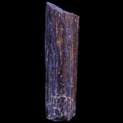 0.7" Hadrosaur Dinosaur Tendon Fossil Lance Creek FM Cretaceous WY COA Display