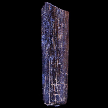 0.7" Hadrosaur Dinosaur Tendon Fossil Lance Creek FM Cretaceous WY COA Display