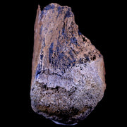 2.4" Gryposaurus Fossil Limb Bone Duck-Billed Dinosaur Judith River FM MT COA