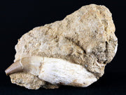 2.4" Mosasaur Platecarpus Fossil Tooth In Matrix Cretaceous Dinosaur Era COA