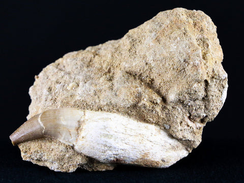 2.4" Mosasaur Platecarpus Fossil Tooth In Matrix Cretaceous Dinosaur Era COA - Fossil Age Minerals