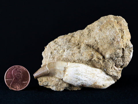 2.4" Mosasaur Platecarpus Fossil Tooth In Matrix Cretaceous Dinosaur Era COA - Fossil Age Minerals