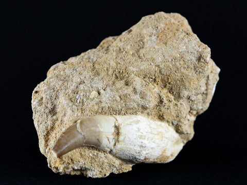 2.4" Mosasaur Platecarpus Fossil Tooth In Matrix Cretaceous Dinosaur Era COA - Fossil Age Minerals