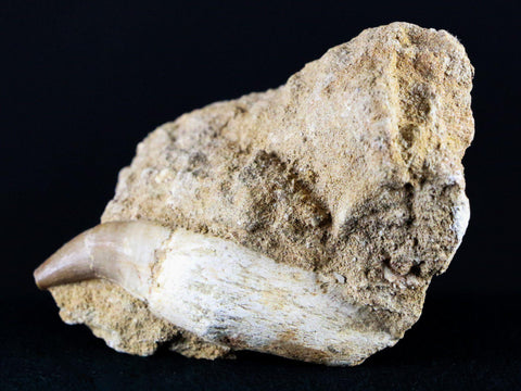 2.4" Mosasaur Platecarpus Fossil Tooth In Matrix Cretaceous Dinosaur Era COA - Fossil Age Minerals