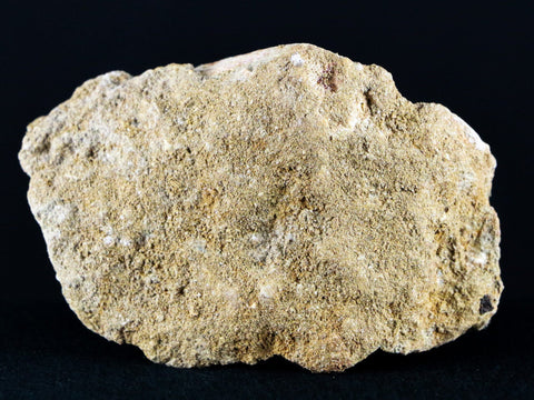 2.4" Mosasaur Platecarpus Fossil Tooth In Matrix Cretaceous Dinosaur Era COA - Fossil Age Minerals
