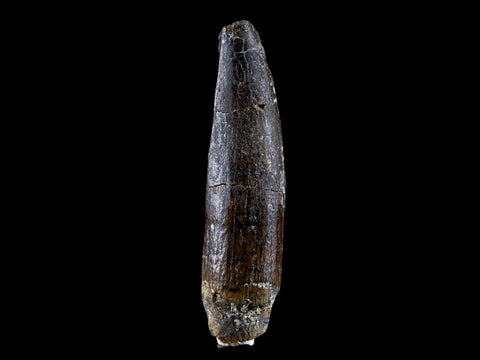 1.7" Rebbachisaurus Sauropod Fossil Tooth Early Cretaceous Dinosaur COA, Stand - Fossil Age Minerals