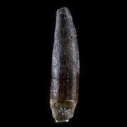 1.7" Rebbachisaurus Sauropod Fossil Tooth Early Cretaceous Dinosaur COA, Stand