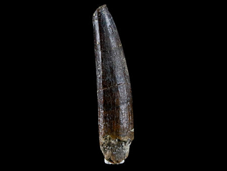 1.7" Rebbachisaurus Sauropod Fossil Tooth Early Cretaceous Dinosaur COA, Stand