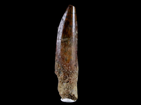1.5" Rebbachisaurus Sauropod Fossil Tooth Early Cretaceous Dinosaur COA, Stand - Fossil Age Minerals