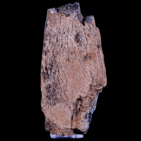 2.6" Gryposaurus Fossil Bone Duck-Billed Dinosaur Judith River FM Montana COA - Fossil Age Minerals