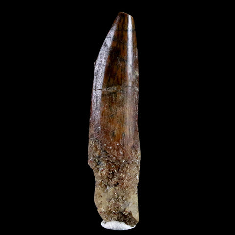 1.5" Rebbachisaurus Sauropod Fossil Tooth Early Cretaceous Dinosaur COA, Stand - Fossil Age Minerals