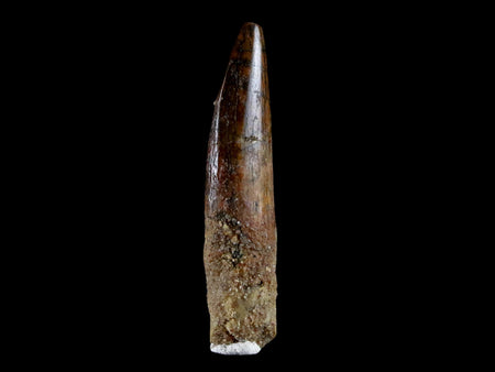 1.5" Rebbachisaurus Sauropod Fossil Tooth Early Cretaceous Dinosaur COA, Stand
