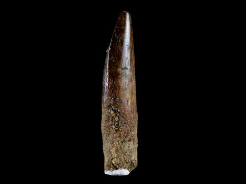 1.5" Rebbachisaurus Sauropod Fossil Tooth Early Cretaceous Dinosaur COA, Stand - Fossil Age Minerals