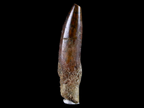 1.5" Rebbachisaurus Sauropod Fossil Tooth Early Cretaceous Dinosaur COA, Stand - Fossil Age Minerals