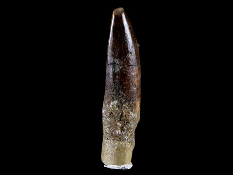 1.5" Rebbachisaurus Sauropod Fossil Tooth Early Cretaceous Dinosaur COA, Stand - Fossil Age Minerals