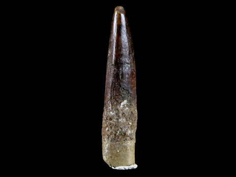 1.5" Rebbachisaurus Sauropod Fossil Tooth Early Cretaceous Dinosaur COA, Stand - Fossil Age Minerals