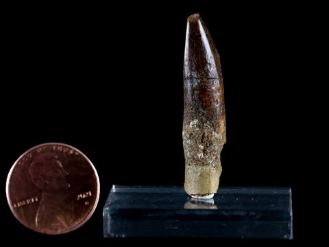 1.5" Rebbachisaurus Sauropod Fossil Tooth Early Cretaceous Dinosaur COA, Stand - Fossil Age Minerals
