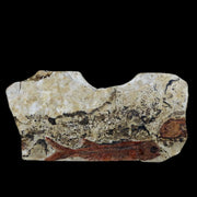 3.2" Lycoptera Fossil Fish Plate Specimen Jurassic To Cretaceous China COA