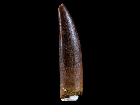 1.5" Rebbachisaurus Sauropod Fossil Tooth Early Cretaceous Dinosaur COA, Stand