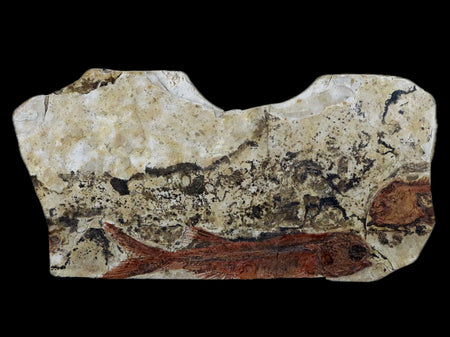 3.2" Lycoptera Fossil Fish Plate Specimen Jurassic To Cretaceous China COA