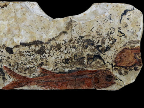 3.2" Lycoptera Fossil Fish Plate Specimen Jurassic To Cretaceous China COA - Fossil Age Minerals