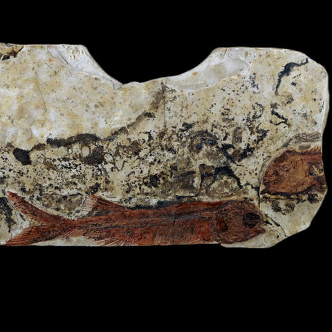 3.2" Lycoptera Fossil Fish Plate Specimen Jurassic To Cretaceous China COA - Fossil Age Minerals