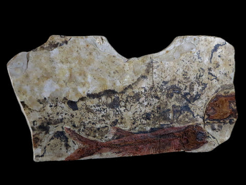 3.2" Lycoptera Fossil Fish Plate Specimen Jurassic To Cretaceous China COA - Fossil Age Minerals