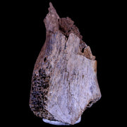 1.7" Gryposaurus Fossil Limb Bone Duck-Billed Dinosaur Judith River FM MT COA