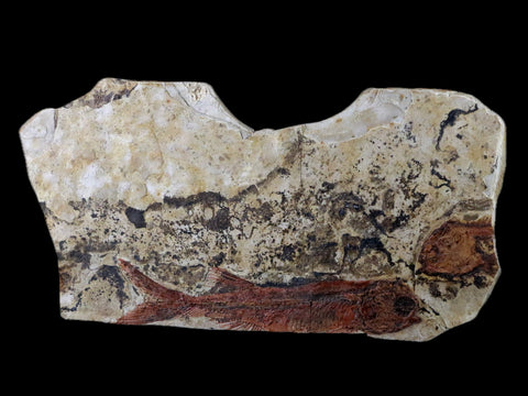 3.2" Lycoptera Fossil Fish Plate Specimen Jurassic To Cretaceous China COA - Fossil Age Minerals