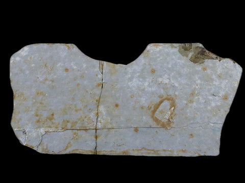 3.2" Lycoptera Fossil Fish Plate Specimen Jurassic To Cretaceous China COA - Fossil Age Minerals