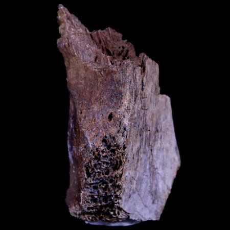 1.7" Gryposaurus Fossil Limb Bone Duck-Billed Dinosaur Judith River FM MT COA