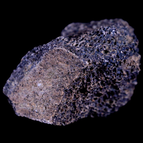 1.3" Gryposaurus Fossil Bone Marrow Duck-Billed Dinosaur Judith River FM MT COA - Fossil Age Minerals