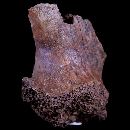 1.6" Gryposaurus Fossil Limb Bone Duck-Billed Dinosaur Judith River FM MT COA