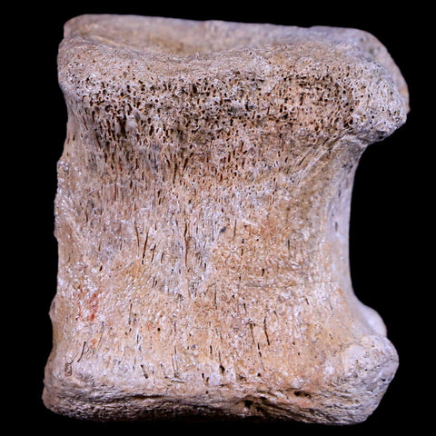 1.5" Gryposaurus Fossil Tail Vertebrae Duck-Billed Dinosaur Judith River MT COA - Fossil Age Minerals