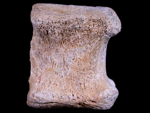 1.5" Gryposaurus Fossil Tail Vertebrae Duck-Billed Dinosaur Judith River MT COA - Fossil Age Minerals