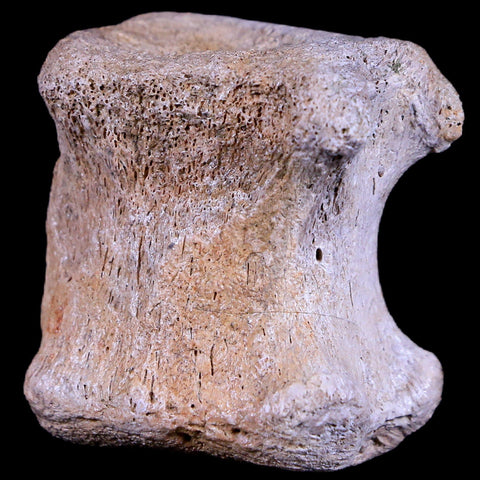 1.5" Gryposaurus Fossil Tail Vertebrae Duck-Billed Dinosaur Judith River MT COA - Fossil Age Minerals