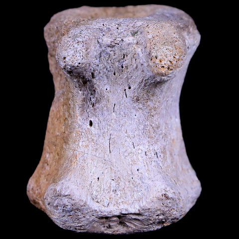 1.5" Gryposaurus Fossil Tail Vertebrae Duck-Billed Dinosaur Judith River MT COA - Fossil Age Minerals